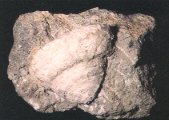 プレウロトマリアの化石