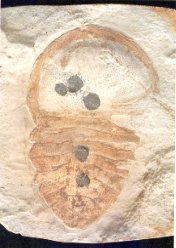 ベクビチア化石
