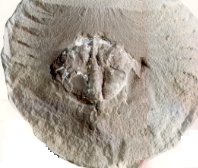 ユープループス 化石