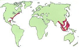 世界のカブトガニ類の分布地図
