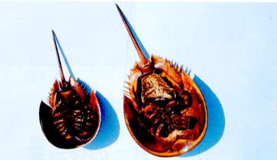 アメリカカブトカニの腹面（左オス、右メス）