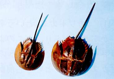 ミナミカブトガニの背面の写真（左オス、右メス）