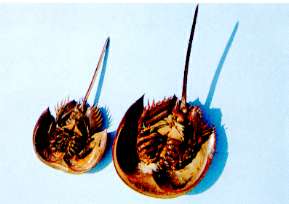 ミナミカブトガニの腹面の写真（左オス、右メス）