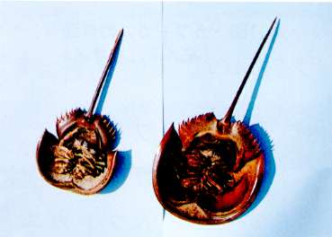 マルオカブトガニの腹面の写真（左オス、右メス）