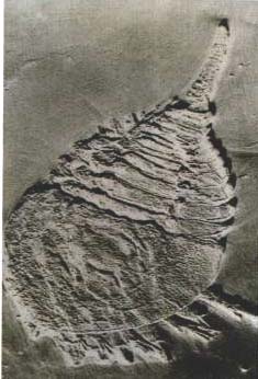 ウェインベルギナの化石の写真