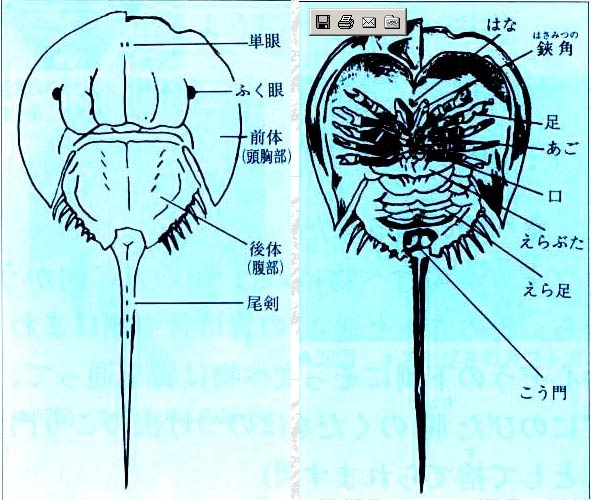 オス（右）メス（左）の背中側と腹側の図