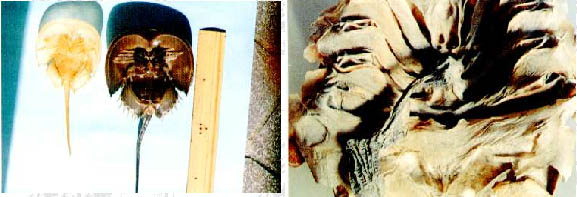 だっぴがら（左）だっぴ後（右）とぬいだえらや消化管の1部の写真