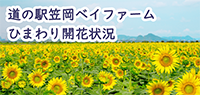 道の駅笠岡ベイファームひまわり開花状況