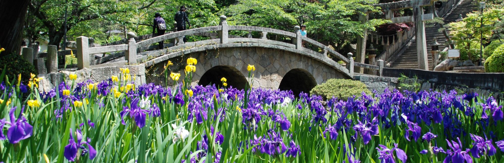 菅原神社とカキツバタ