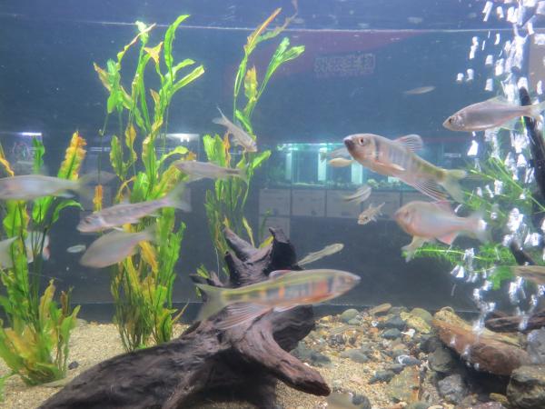 小田川水系の魚たち