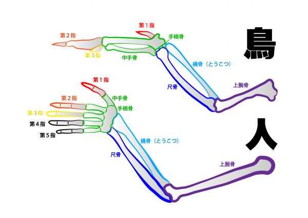 鳥と人の手の骨格比較