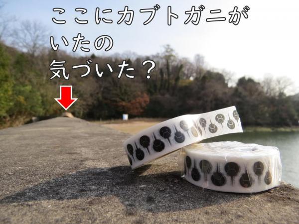 ここにカブトガニ