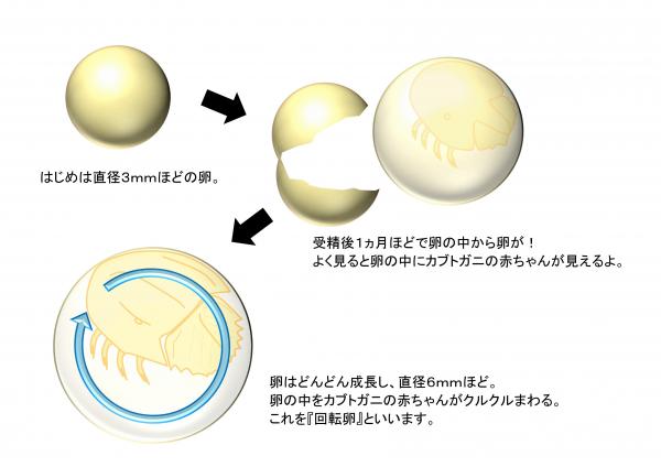 図説カブトガニの卵