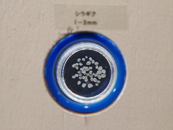 シラギク　1～3ｍｍ