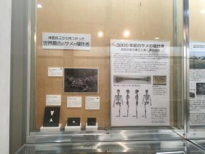 展示 世界最古のサメの犠牲者