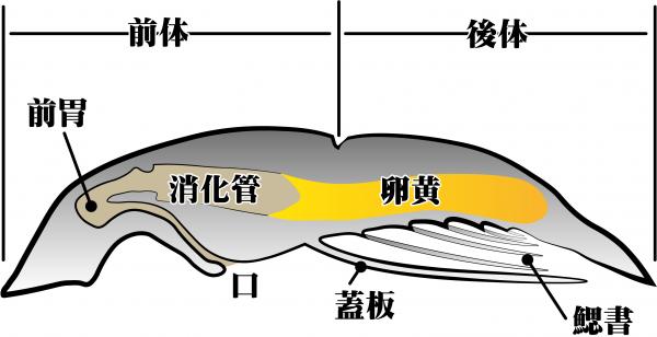 1齢幼生の断面図