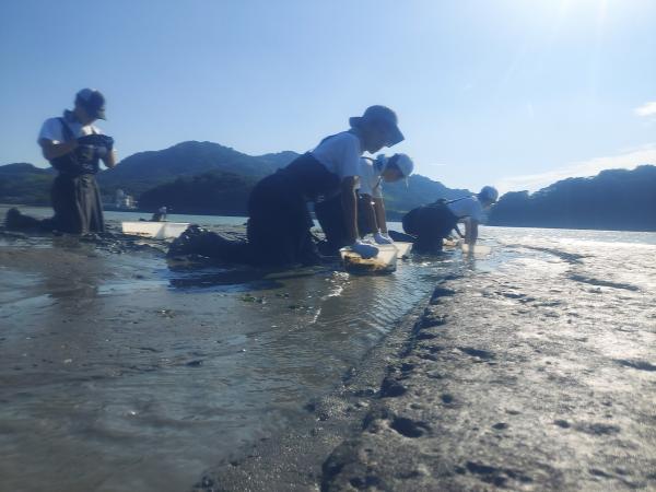 干潟を進む笠岡高校サイエンス部