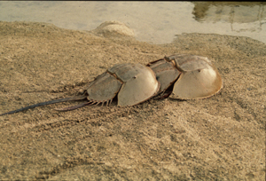 カブトガニ繁殖地