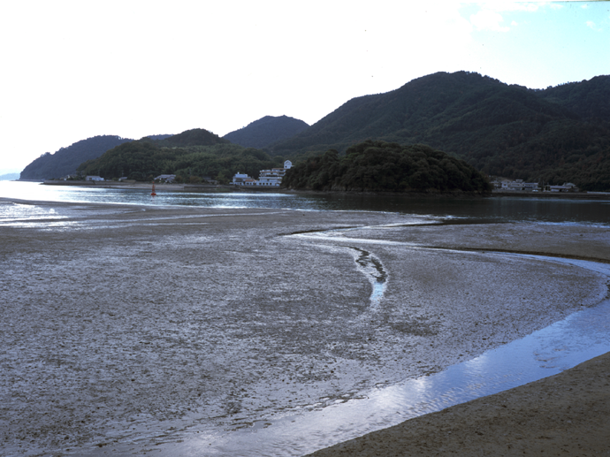 カブトガニ繁殖地