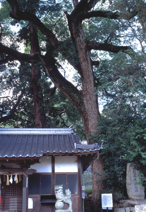 諏訪神社のクスノキ