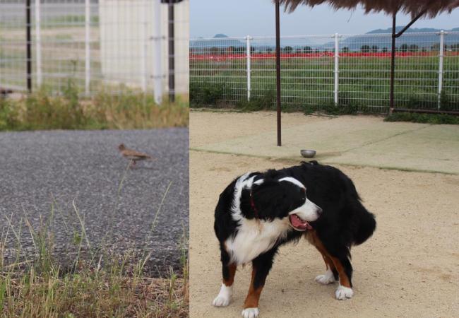 鳥と犬
