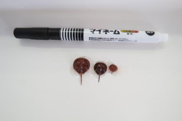 放流するカブトガニ