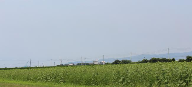 ひまわり