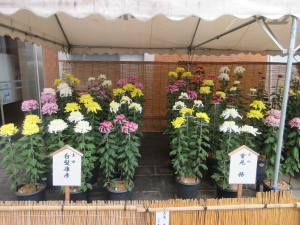 前回の菊花展１