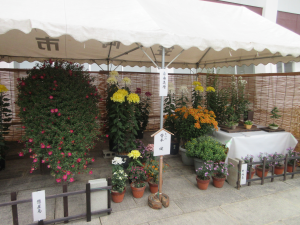 前回の菊花展２