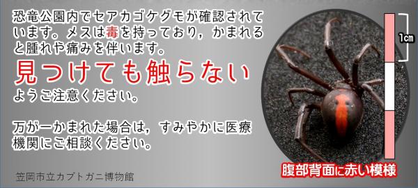 セアカゴケグモにご注意ください
