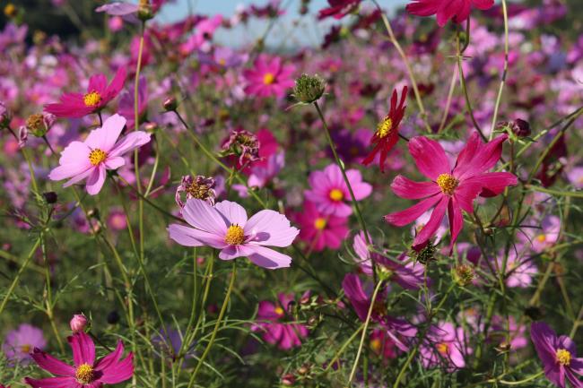 コスモス