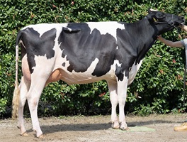 優等賞を受賞した乳牛