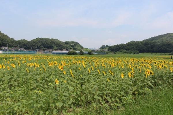 ひまわりの開花状況2026 （道の駅 笠岡ベイファーム） - 笠岡市