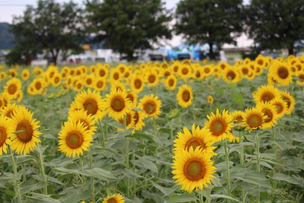 ひまわりの開花状況2026 （道の駅 笠岡ベイファーム） - 笠岡市