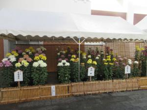 前回の菊花展１