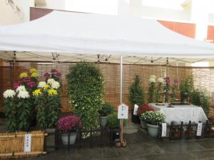前回の菊花展２