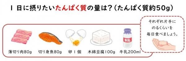 1日に摂りたいたんぱく質の量