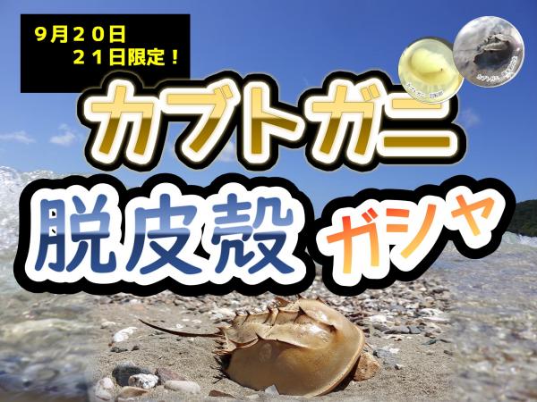 脱皮殻ガシャ
