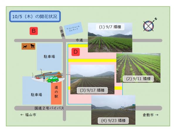 コスモスの開花状況2026（道の駅 笠岡ベイファーム） - 笠岡市ホームページ
