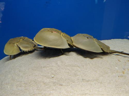 horseshoe crab