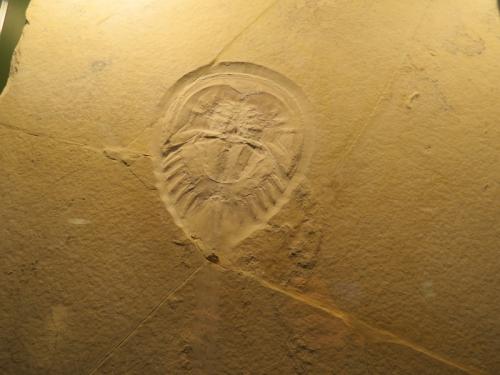 horseshoe crab fossil