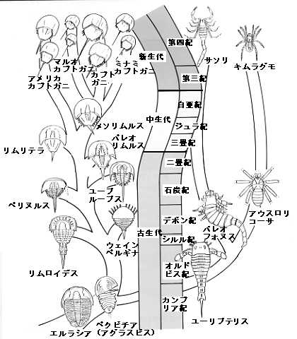 カブトガニ進化図