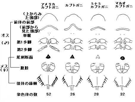 カブトガニの形態の違い