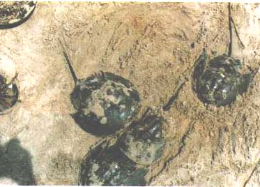 ミナミカブトガニの産卵中の写真