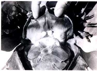 卵の出口（生殖孔）の写真
