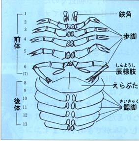 カブトガ二の足の図