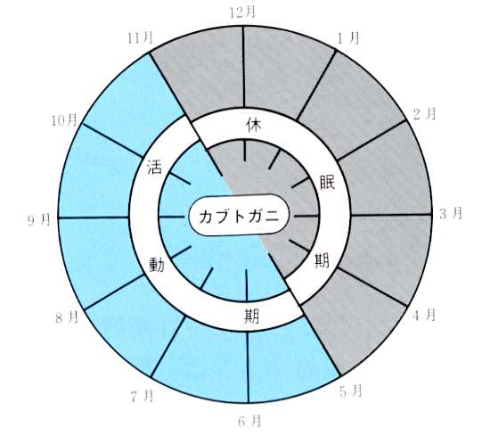 カブトガニの活動期と休眠期の図