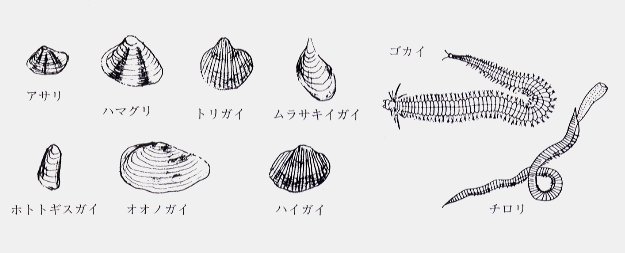 カブトガニの食べ物の図