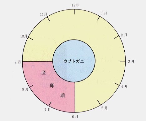 カブトガニの産卵期の図