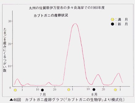 カブトガニ産卵状況の図